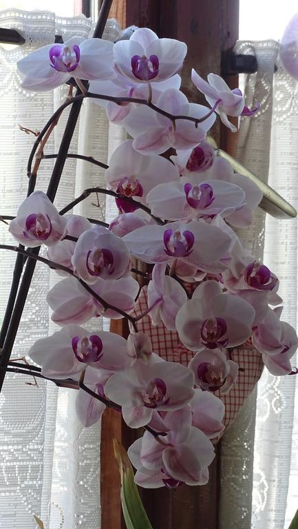 Pension Zur Sonne Wittenweier ชวาเนา ภายนอก รูปภาพ